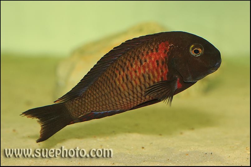 Tropheus sp. 'red' Lunangwa South